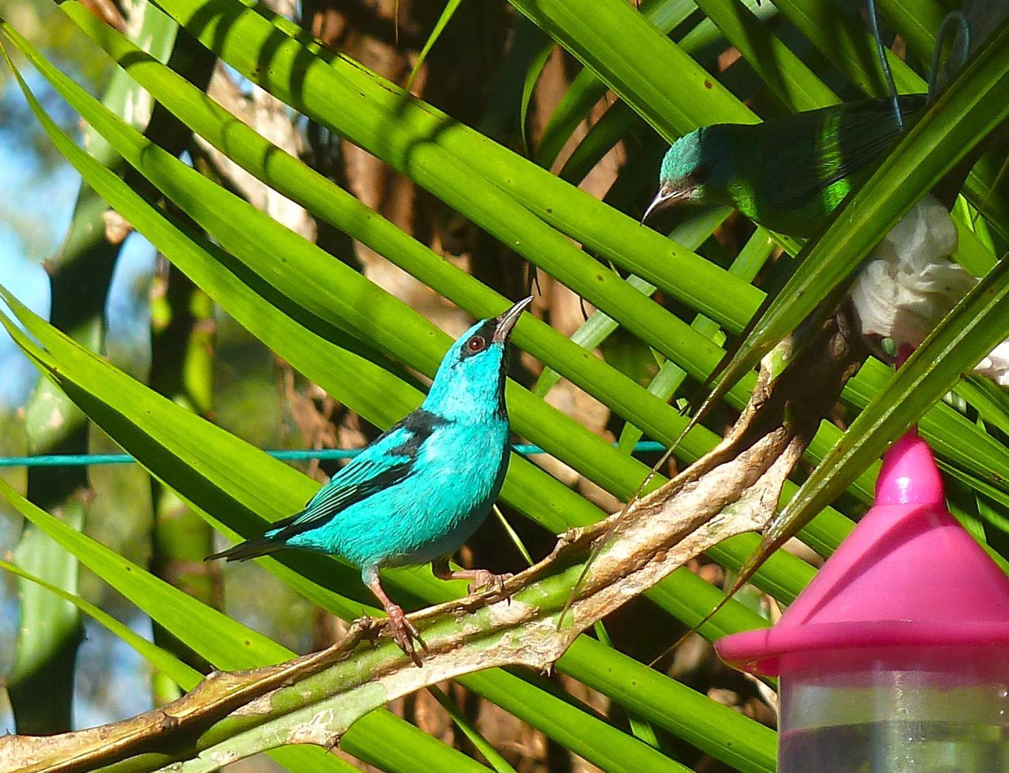 El Refugio Hotel Foz do Iguaçu Buitenkant foto